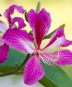 Fast Growing Trees Hong Kong Orchid Tree Pink Flowers