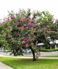 Fast Growing Trees Hong Kong Orchid Tree Pink Flowers