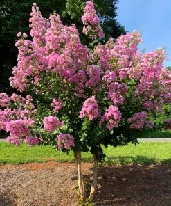 Fast Growing Trees Crape Myrtles Hopi Crape Myrtle