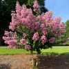 Fast Growing Trees Crape Myrtles Hopi Crape Myrtle 2 Fast Growing Trees Crape Myrtles Hopi Crape Myrtle