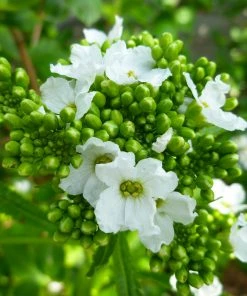 Fast Growing Trees Groundcover & Vines Horseradish Plant