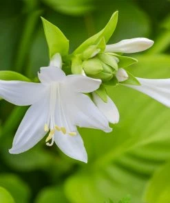 Fast Growing Trees See All Shrubs & Hedges Guacamole Hosta