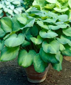 Fast Growing Trees See All Shrubs & Hedges Guacamole Hosta