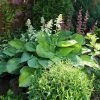 Fast Growing Trees See All Shrubs & Hedges Guacamole Hosta