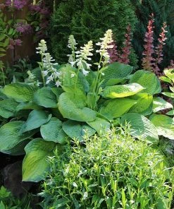 Fast Growing Trees See All Shrubs & Hedges Guacamole Hosta