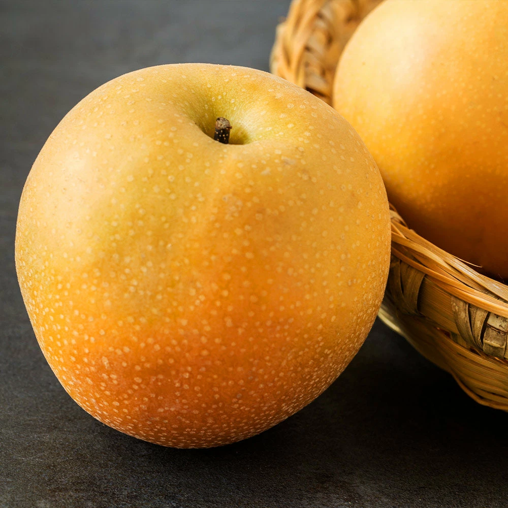 Fast Growing Trees Hosui Asian Pear Tree 5 Fast Growing Trees Hosui Asian Pear Tree