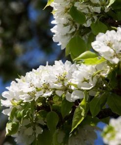 Fast Growing Trees Hosui Asian Pear Tree Pear Trees