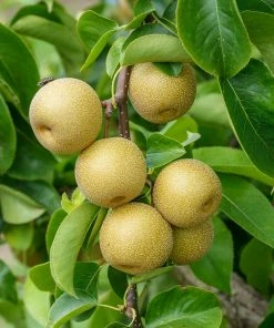 Fast Growing Trees Hosui Asian Pear Tree Pear Trees