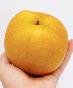 Fast Growing Trees Hosui Asian Pear Tree Pear Trees