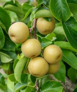 Fast Growing Trees Hosui Asian Pear Tree