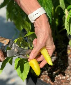 Fast Growing Trees Patio Hot Pepper Garden Urban/Patio Gardening