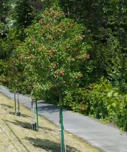 Fast Growing Trees Hot Wings® Maple Tree Maple Trees