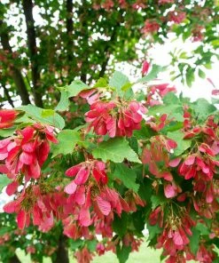 Fast Growing Trees Hot Wings® Maple Tree Maple Trees