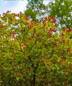 Fast Growing Trees Hot Wings® Maple Tree Maple Trees
