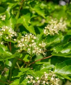 Fast Growing Trees Hot Wings® Maple Tree Maple Trees