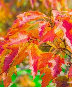 Fast Growing Trees Hot Wings® Maple Tree Maple Trees