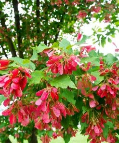 Fast Growing Trees Hot Wings® Maple Tree Maple Trees