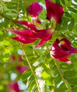 Fast Growing Trees See All Flowering Trees Red Hummingbird Tree (Sesbania Grandiflora)