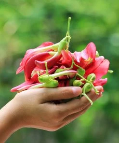 Fast Growing Trees See All Flowering Trees Red Hummingbird Tree (Sesbania Grandiflora)