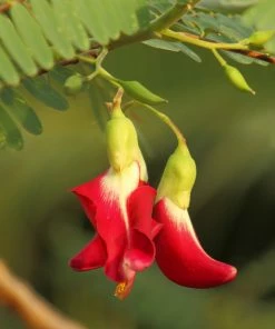 Fast Growing Trees See All Flowering Trees Red Hummingbird Tree (Sesbania Grandiflora)