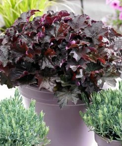 Fast Growing Trees Palace Purple Heuchera