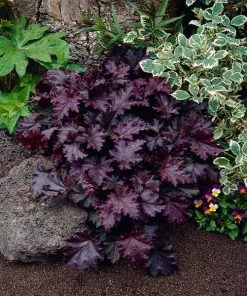 Fast Growing Trees Palace Purple Heuchera