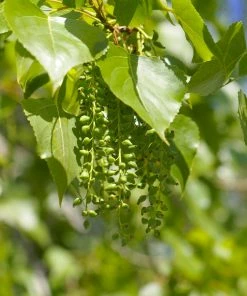 Fast Growing Trees Poplar Trees Superior Hybrid Poplar Tree