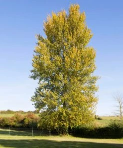 Fast Growing Trees Poplar Trees Superior Hybrid Poplar Tree