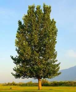 Fast Growing Trees Poplar Trees Superior Hybrid Poplar Tree