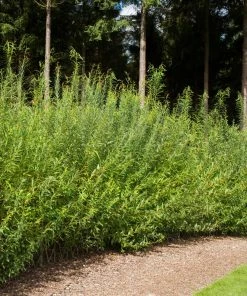 Fast Growing Trees Willow Hybrid Tree 7 Fast Growing Trees Willow Hybrid Tree