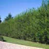 Fast Growing Trees Willow Hybrid Tree 1 Fast Growing Trees Willow Hybrid Tree