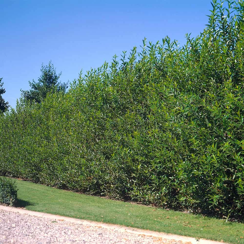 Fast Growing Trees Willow Hybrid Tree 3 Fast Growing Trees Willow Hybrid Tree