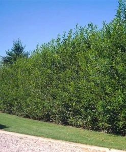 Fast Growing Trees Willow Hybrid Tree
