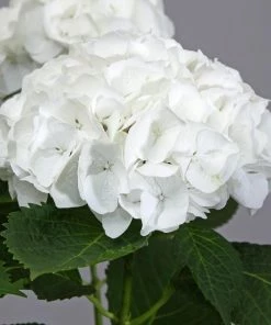 Fast Growing Trees Everlasting® Bride White Hydrangea Shrub