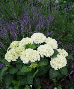 Fast Growing Trees Everlasting® Bride White Hydrangea Shrub