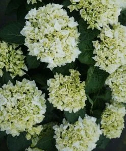 Fast Growing Trees Everlasting® Bride White Hydrangea Shrub
