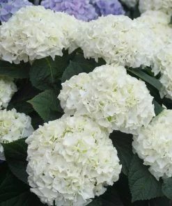 Fast Growing Trees Everlasting® Bride White Hydrangea Shrub