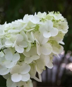 Fast Growing Trees Fire Light® Hydrangea Tree White Flowers 10 Fast Growing Trees Fire Light® Hydrangea Tree White Flowers