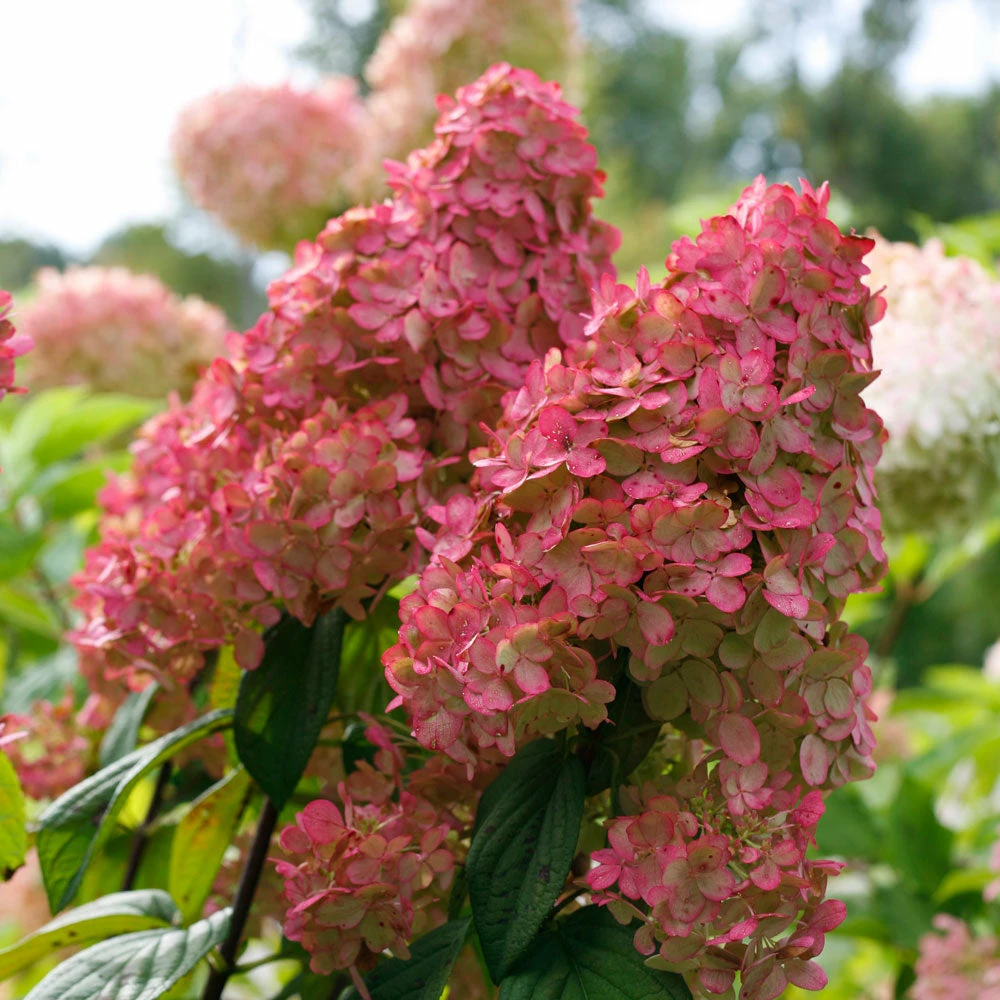 Fast Growing Trees Fire Light® Hydrangea Tree White Flowers 6 Fast Growing Trees Fire Light® Hydrangea Tree White Flowers