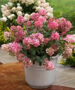 Fast Growing Trees Fire Light® Hydrangea Shrub