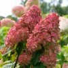 Fast Growing Trees Fire Light® Hydrangea Shrub