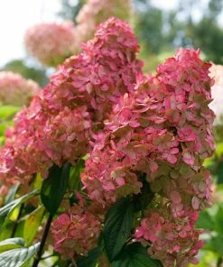 Fast Growing Trees Fire Light® Hydrangea Shrub