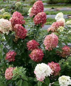 Fast Growing Trees Fire Light® Hydrangea Tree White Flowers 12 Fast Growing Trees Fire Light® Hydrangea Tree White Flowers