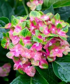 Fast Growing Trees Pistachio Hydrangea Shrub Hydrangea Shrubs