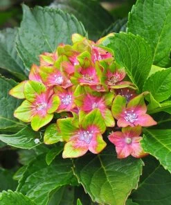 Fast Growing Trees Pistachio Hydrangea Shrub Hydrangea Shrubs