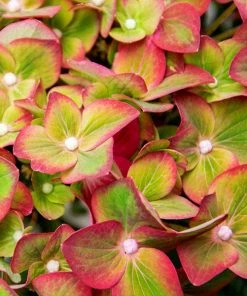 Fast Growing Trees Pistachio Hydrangea Shrub Hydrangea Shrubs