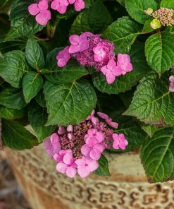 Fast Growing Trees Endless Summer® Pop Star™ Hydrangea 10 Fast Growing Trees Endless Summer® Pop Star™ Hydrangea