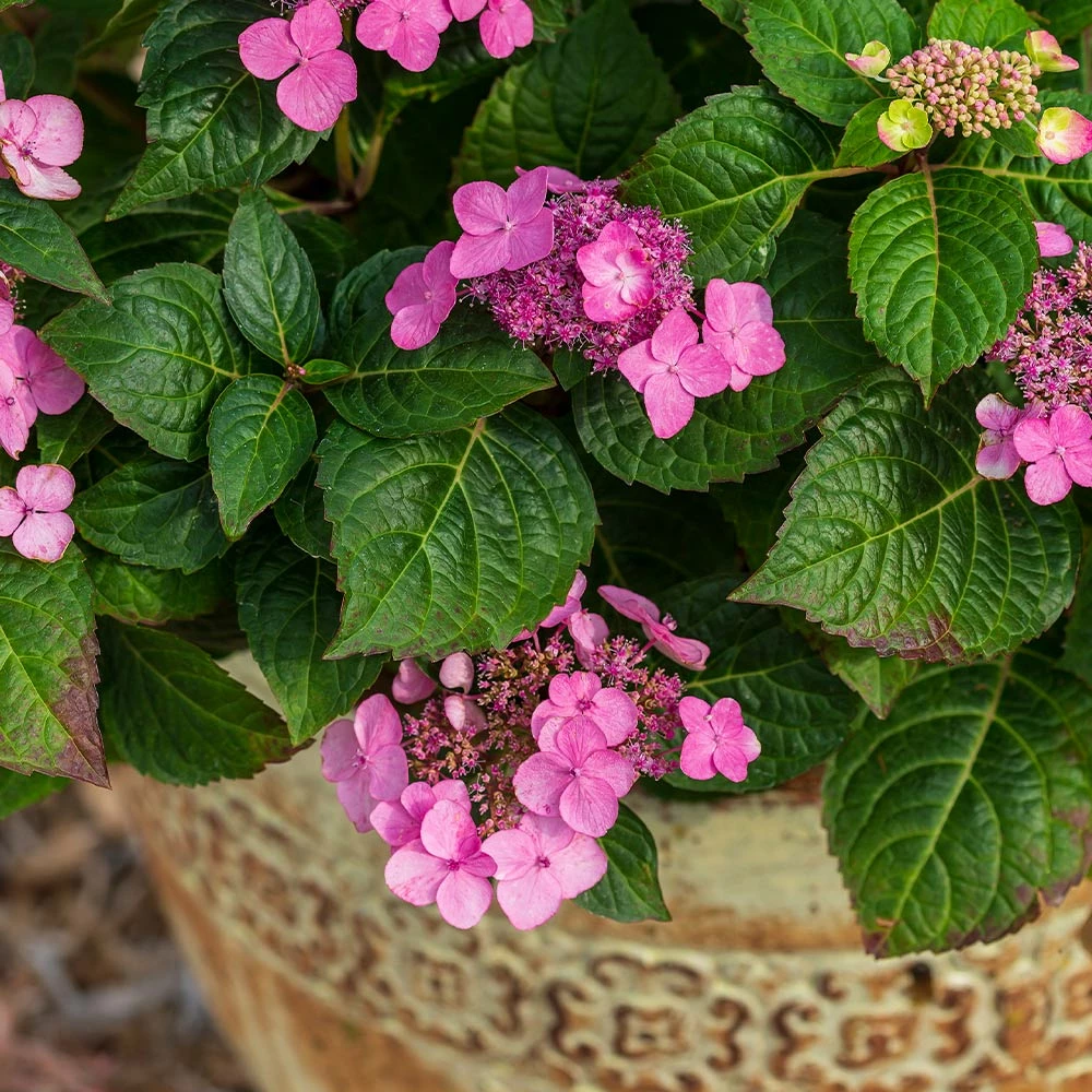 Fast Growing Trees Endless Summer® Pop Star™ Hydrangea 6 Fast Growing Trees Endless Summer® Pop Star™ Hydrangea