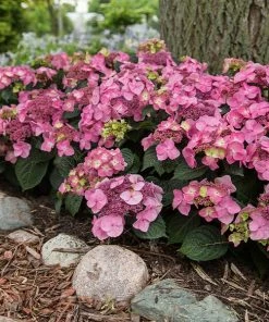 Fast Growing Trees Endless Summer® Pop Star™ Hydrangea