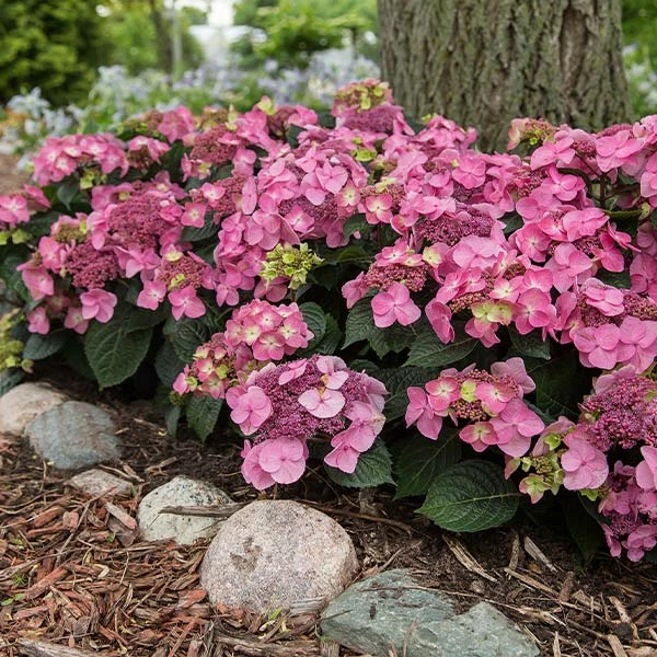 Fast Growing Trees Endless Summer® Pop Star™ Hydrangea 3 Fast Growing Trees Endless Summer® Pop Star™ Hydrangea